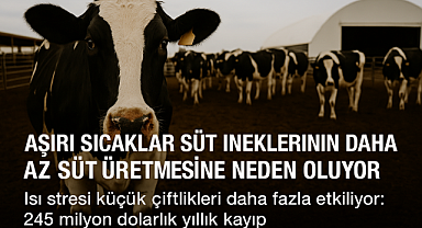 Aşırı Sıcaklar Süt İneklerinin Daha Az Süt Üretmesine Neden Oluyor
