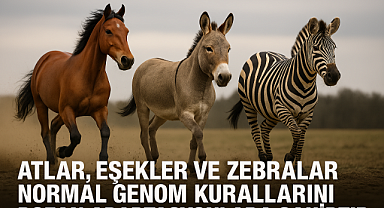 Atlar, Eşekler ve Zebralar Genetik Kuralları Nasıl Bozuyor? Olağanüstü Atletik Performansın Şaşırtıcı Sırrı