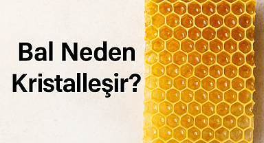 Bal Neden Kristalleşir? İşte Bilimsel Açıklaması ve Saklama Önerileri Bal kristalleştiğinde bozulmuş mu olur?