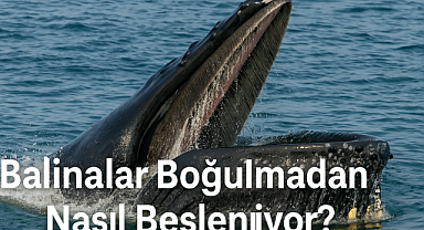 Balinalar Boğulmadan Nasıl Besleniyor? Sorunun yanıtı bulundu