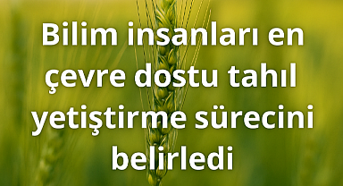 Bilim insanları o tahılı işaret etti! Az arazide yüksek verim için ekin