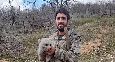 Bingöl'de Çobanlardan Örnek Davranış: Ayı Yavrusu Köpeklerin Saldırısından Kurtarıldı