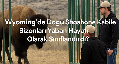 Bizon artık çiftlik hayvanı değil, yaban hayatı
