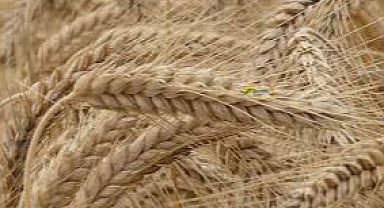 BUğday, arpa hububat paralarından haber var! Duyuru yapıldı