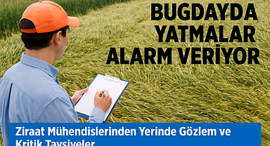​​​​​​​Buğdayda Yatmalar Alarm Veriyor: Ziraat Mühendislerinden Yerinde Gözlem ve Kritik Tavsiyeler