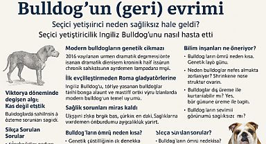 Bulldog'un (geri) evrimi: Bu köpek cinsi neden sağlıksız hale geldi? Seçici yetiştiricilik İngiliz Bulldog'unu nasıl hasta etti?