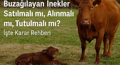 Buzağılayan İnekler Satılmalı mı, Alınmalı mı, Tutulmalı mı? Süt ve Et Üreticileri İçin Karlı Karar Nasıl Verilir?
