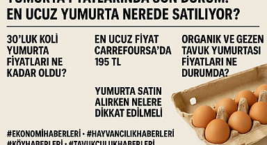 CANLI! Yumurta Fiyatlarında Son Durum: En Ucuz Yumurta Nerede Satılıyor?