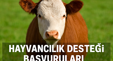 Hayvancılık yapanlara müjdeli haber geldi! Parasal destek almak için Başvurular için geç kalmayın
