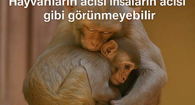 Hayvanlar gerçekten yas tutar mı? ​​​​​​​Hayvanların Acısı İnsanların Acısı Gibi mi? Bilim İnsanlarından Yeni Bulgular
