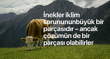 İnekler İklim Krizinin Hem Sebebi Hem de Çözümü Olabilir mi?