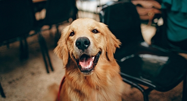 Köpeğinizin Nasıl Hissettiğini Bilmek İster Misiniz? Vücut Dilini Öğrenin!