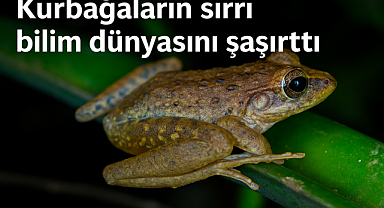 Kurbağaların sırrı bilim dünyasını şaşırttı: İnsanlarda kan pıhtılaşmasını önlemenin yolu cam kurbağalardan mı geçiyor?