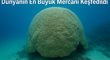 Pasifik'in Derinliklerinden Yükselen Umut: Dünyanın En Büyük Mercanı Keşfedildi