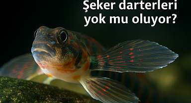 Şeker darterleri yok mu oluyor? Bu tatlı su balığının genetik savaşı ne anlatıyor?