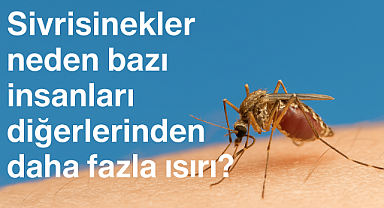 Sivrisinekler neden bazı insanları diğerlerinden daha fazla ısırır? Bazı insanlar sivrisinekler için neden daha çekici?