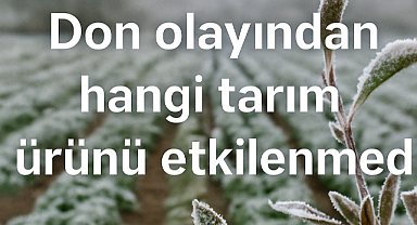 Son don olayından hangi tarım ürünü etkilenmed! Soğuktan donmayan ürün belli oldu