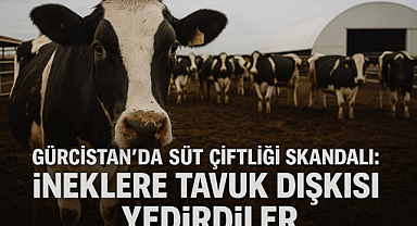 Süt ineklerine tavuk dışkısı yedirme skandalı! Soruşturma başlatıldı