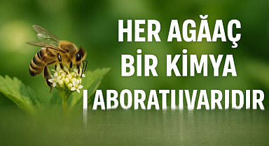 Tropikal Ağaçların Yapraklarındaki Gizli Kimya, Yeni İlaçlara Kapı Aralayabilir