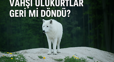 Vahşi Ulukurtlar Geri Mi Döndü? Ulukurtların Tarihçesi, Kökeni ve Dünyaya Yeniden Getirilme Süreci