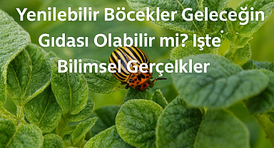 Yenilebilir Böcekler Sofralara Giriyor: Bilim İnsanları Geleceğin Gıdasına Hazır mısınız Diye Soruyor