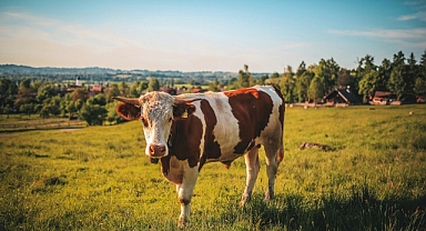 Ahırında merasında buzağı olanlar banka hesaplarınızı kontrol edin! 