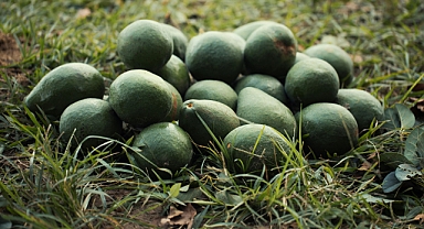 Avokado Yerine Ne Tüketilebilir? Pahalı Avokadoya Alternatif Besinler!