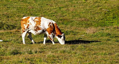 Besi Yemi Fiyatları (26 Mayıs 2025): 50 Kg Besi Yemi Ne Kadar? En Ucuz Süt Yemi, Buzağı Maması Fiyatları