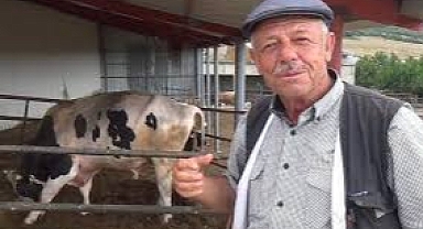 Bu çiftlikte kurbanlıkları yetişen alıyor! Organik kurbanlıklar büyük ilgi görüyor