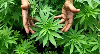 Diyarbakır’da Dev Uyuşturucu Operasyonu: 3 Milyon 476 Bin Kök Kenevir ve Skunk Ele Geçirildi