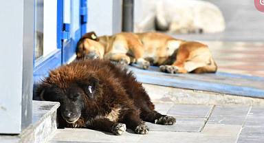 Sokak Hayvanları İçin Katliam Yasası İptal Edilecek mi? AYM'nin Kritik Günü!
