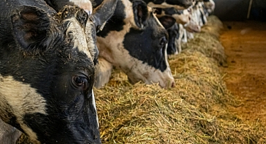 17 Haziran 2025 Besi Yemi Fiyatları: Hayvancılık Sektöründe Son Durum ve En Popüler Ürünler