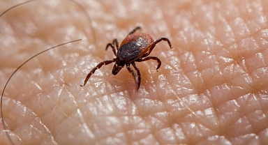 DİKKAT! bunları ayağınıza sürerseniz kene yakınınıza bile gelmez