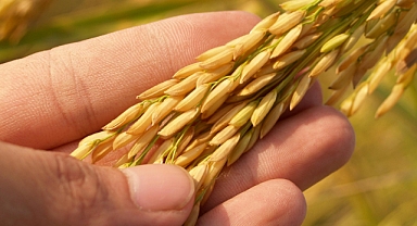 Tarımda bekleyiş sona eriyor hibelere kavuşma zamanı! Listeler açıklandı