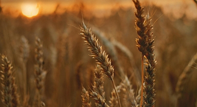 Tarlanıza Buğday mı, Arpa mı Ekerek Daha Çok Kazanılır? Kapsamlı Karlılık Analizi (2025)