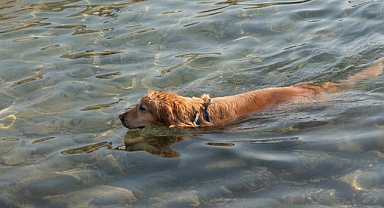 40 Derecelik Aşırı Sıcaklarda Köpeğinizi Nasıl Serinletebilirsiniz?