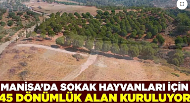 Manisa'dan Sokak Hayvanları İçin Örnek Bir Adım: Saruhanlı'da 4.500 Can Dosta Yuva Olacak Doğal Yaşam Alanı Geliyor!