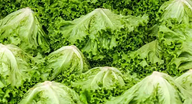 Yeşillikler Günlerce Taptaze Nasıl Kalır? Tuzlu Su Yöntemiyle Salatadan Soğumayın! 