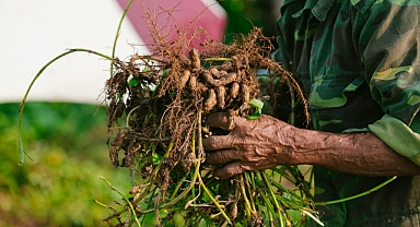 Bitki Cadılarının Astrolojik Haritası: Jüpiter ve Uranüs’ün Gizli Bağlantısı mı Var?