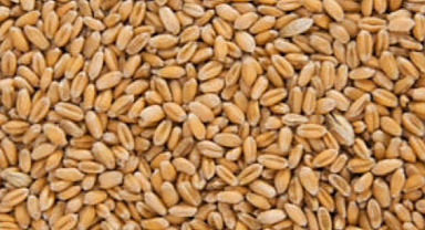 Buğdayda Kök ve Kökboğazı Çürüklüğüne Karşı Tohumdan Müdahale Nasıl Yapılır?