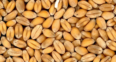 Buğdayı 30 Yıl Taze Tutmak Mümkün mü? Uzmanlardan Bilimsel Saklama ve Depolama Teknikleri