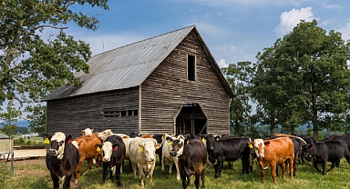 Hayvancılıkta Karbon Salımı nasıl azaltılır?