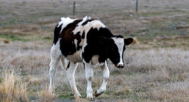 Holstein - Siyah Alaca İnek - Sığırı Nedir? Özellikleri Nelerdir?