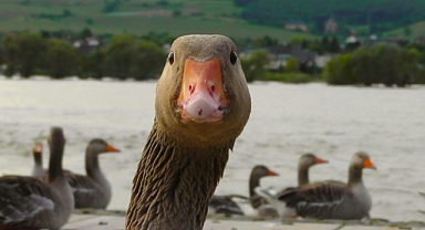 Kaz ve Ördek Sürünüze Neden Eklenmeli? Avantajlar, Bakım İpuçları ve Beslenme Önerileri