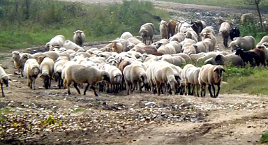 Koyun Keçi Çiçek Hastalığı Nedir, Nasıl Anlaşılır ve Tedavisi Var Mıdır?