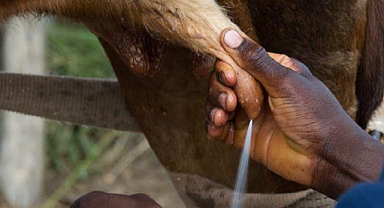 Mastitis - Meme İltihabı Nedir? Belirtileri ve Tedavisi