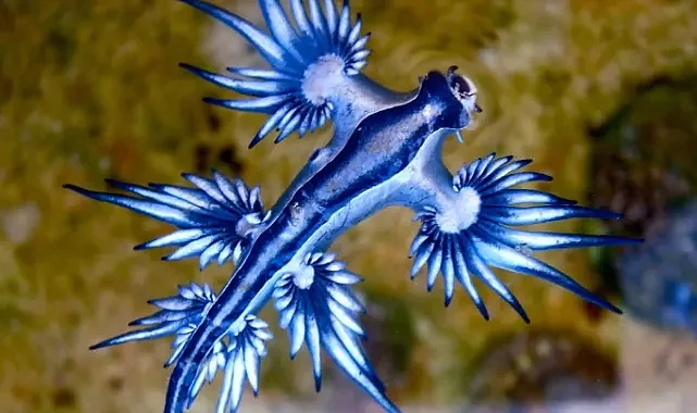 Mavi ejderha (Glaucus atlanticus) nedir, anavatanı neresidir, nerelerde görülür; zararları/tehlikeleri nelerdir, nasıl çoğalır ve nerelerde ürer?