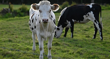 Minyatür Keçi, İnek, Tavuk ve Koyun Yetiştirmenin Avantajları ve Bakım İpuçları