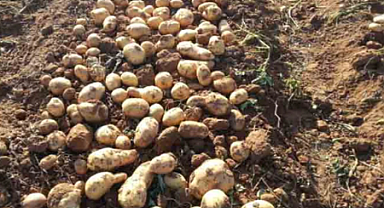 Patates hastalıklarıyla mücadele nasıl yapılır? 