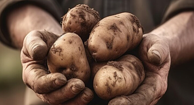Patates Siğil Hastalığı Nedir ve Nasıl Önlenir? Tarlanız Bu Hastalıktan Korunuyor Mu?